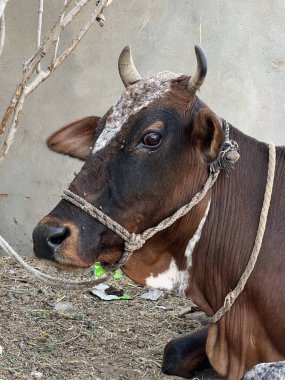Çiftlikteki bir ineğin yakın plan fotoğrafı.