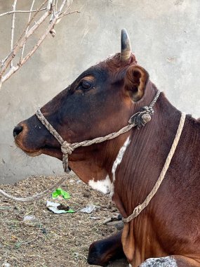 Kameraya bakan bir ineğin yakın çekim görüntüsü.