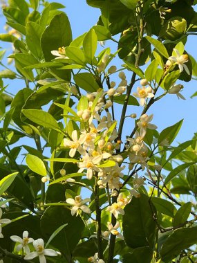 Güzel botanik fotoğrafı, doğal duvar kağıdı.