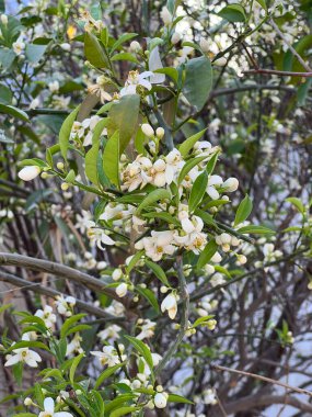 İlkbaharda elma ağacının beyaz çiçekleri