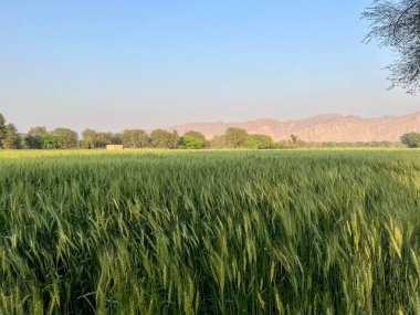 Yeşil çimlerle kaplı güzel bir manzara.