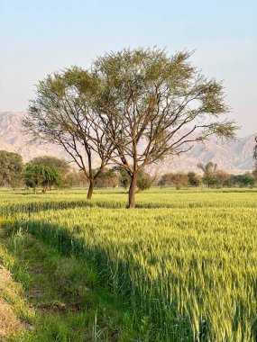 Arka planda ağaç olan güzel bir manzara.