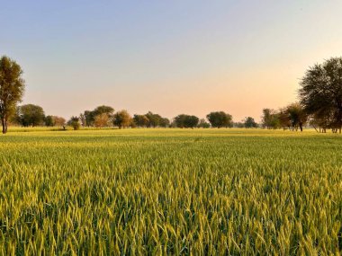 Buğday tarlası olan güzel bir manzara.