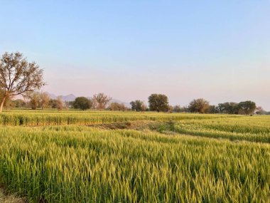 Ağaçlarla kaplı güzel bir manzara.
