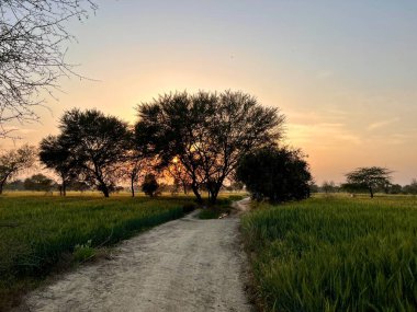 Parkta güzel bir gün batımı