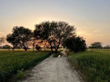 Ağaçlı ve ağaçlı güzel bir manzara.