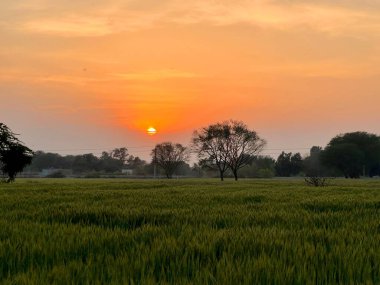 Sabah nehir tarlasında güzel bir gün batımı.
