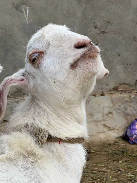 Hayvanat bahçesinde beyaz koyun