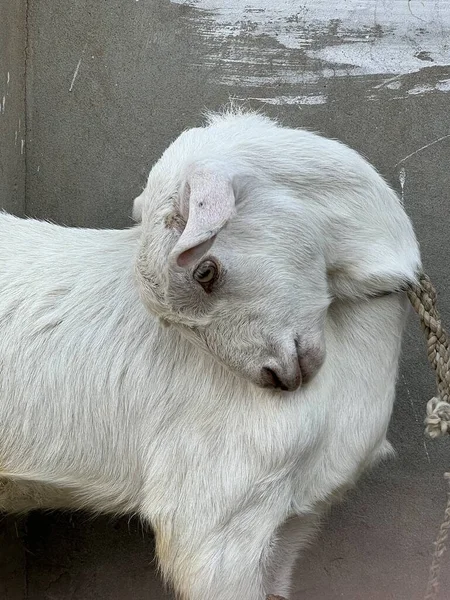 Hayvanat Bahçesinde Beyaz Koyun — Stok fotoğraf