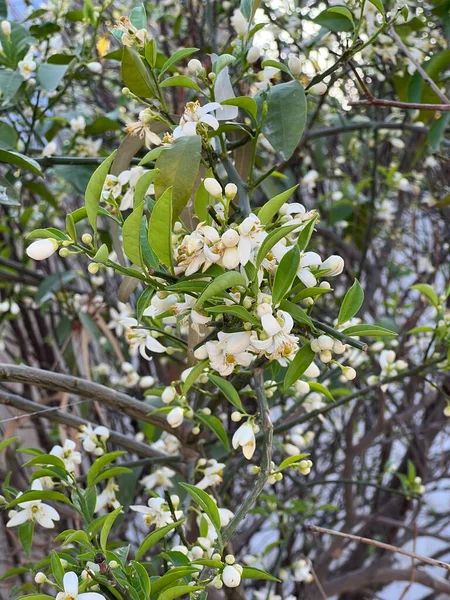 春天苹果树的白花 — 图库照片