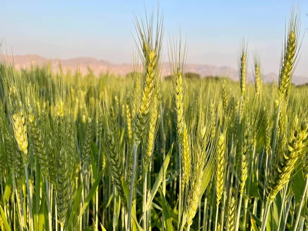 Tarlada buğday kulakları