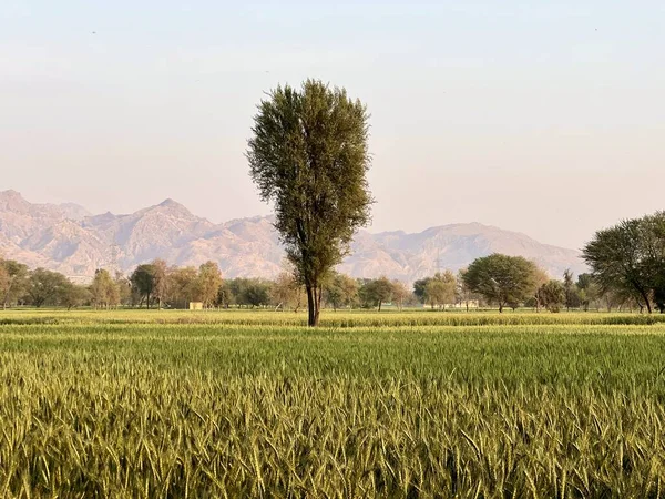 stock image beautiful landscape with a tree in the background