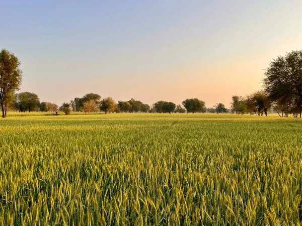 Красивий Краєвид Полем Пшениці — стокове фото