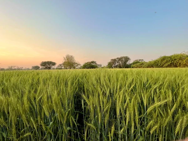 Wunderschöne Landschaft Mit Einem Weizenfeld — Stockfoto