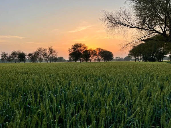 Schöner Sonnenuntergang Auf Dem Feld — Stockfoto