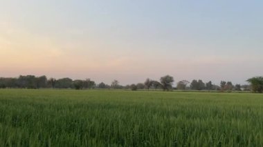 Yeşil buğday tarlası 4K videosunu kapat