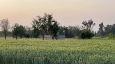 Yeşil buğday tarlası ıslığı, kepek tarlaları ve köyde buğday.