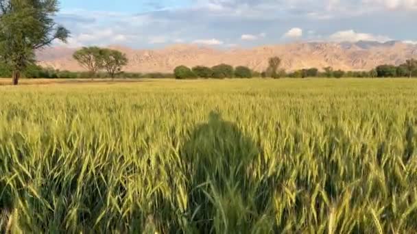 Золотые Колоски Пшеничного Поля Движутся Замедленными Движениями Легкого Ветерка Фоне — стоковое видео