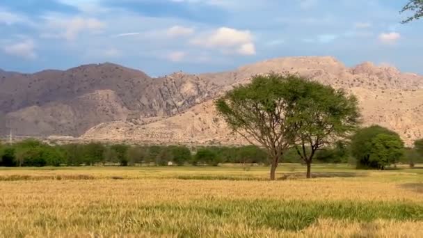 Золоті Шпилети Пшеничного Поля Рухаються Повільно Від Світлового Вітру Тлі — стокове відео