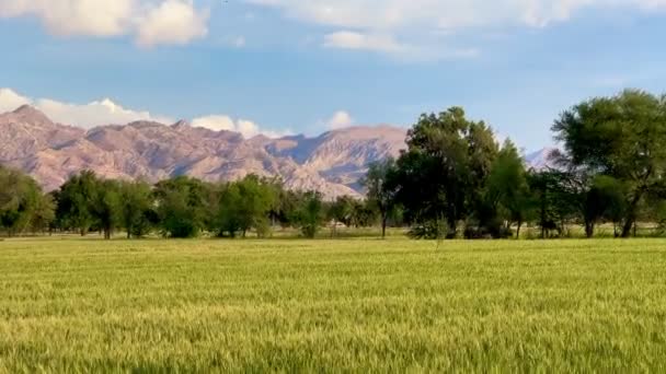 밀밭의 가시들은 여름의 오렌지색 일몰을 배경으로 미풍에서 천천히 파노라마 수정체의 — 비디오