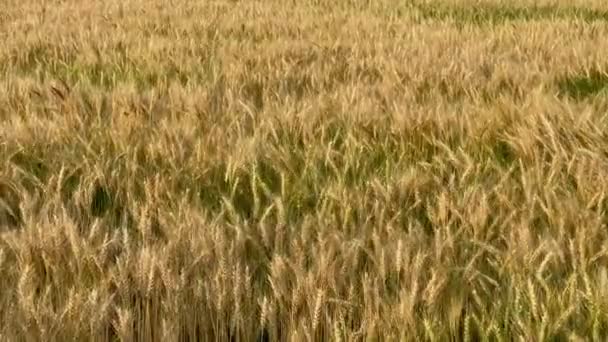 Zlaté Hroty Pšeničného Pole Pohybují Zpomaleně Lehkého Vánku Pozadí Jasně — Stock video