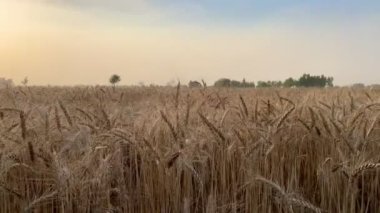 Buğday tarlası ve tarım makinelerini hasat eden hasatçıları birleştirin.