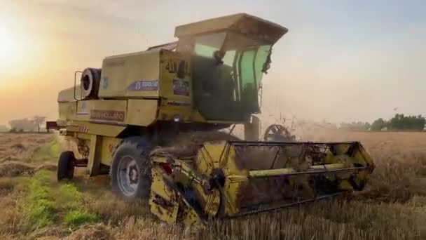 小麦を収穫する収穫機農業機械 — ストック動画