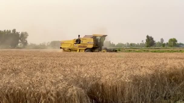 Maaidorser Oogsten Tarweveld Landbouwmachines Combineren — Stockvideo