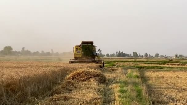 Mietitrebbia Raccolto Campo Grano Macchine Agricole — Video Stock