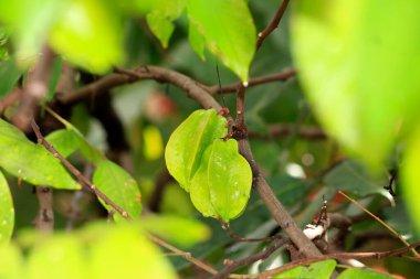 Yavaş büyüyen küçük bir tropikal ağaç. Güneydoğu Asya 'dan. Tropikal bir meyve, et 5 köşeli, yıldıza benzer, sarı-turuncu, çekici ve aromatik..