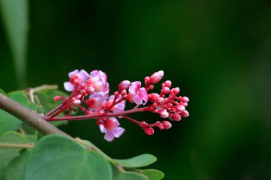 Yağmurdan sonra, üzerinde su damlaları olan bir demet parlak kırmızı yıldız meyve çiçeği..
