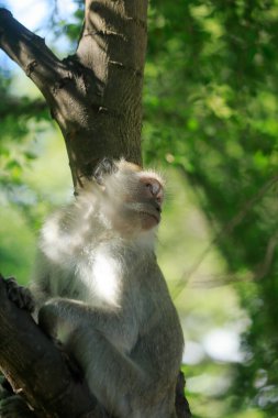 Birçok şehir bölgesinde vahşi maymunlar bulundu. İnsanlara uyum sağlayabiliyor. Daha az orman alanı yüzünden.