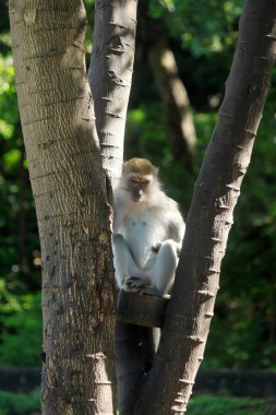 Birçok şehir bölgesinde vahşi maymunlar bulundu. İnsanlara uyum sağlayabiliyor. Daha az orman alanı yüzünden.