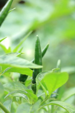 Yeşil biber, taze ve temiz, Tayland yemeğinin baharatlı bir çeşnisi için..