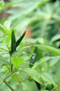 Yeşil biber, taze ve temiz, Tayland yemeğinin baharatlı bir çeşnisi için..