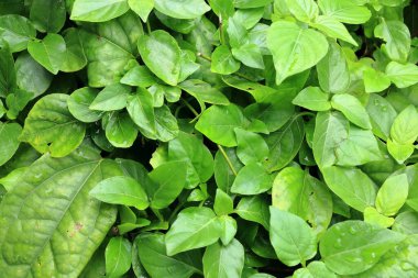 Resim seti, arkaplan, taze yeşil yapraklar, doğa ile desen