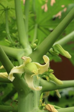 Çiçekten papaya çiçeğine kadar büyüyen küçük papaya çiçekleri hem lezzetli hem de tatlı yemek pişirmek için kullanılabilir.