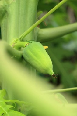 Çiçekten papaya çiçeğine kadar büyüyen küçük papaya çiçekleri hem lezzetli hem de tatlı yemek pişirmek için kullanılabilir.