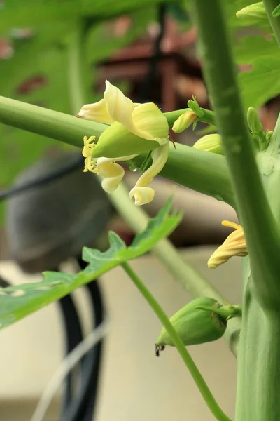 small papaya flower That is growing from flowers to papaya can be used to cook both savory and sweet dishes