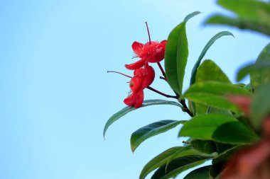 Mickey Mouse Tree or Mickey Mouse Bush due to the plant's ripe black fruit, which resemble Mickey Mouse's ears, and the bright red calyx which trouser-like