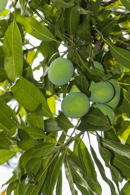 Mango meyvesi, ekşi ve soğuk. Taylandlılar onu meyve, pişirilmiş yemek ve tatlı olarak yerler. Tayland 'daki sokak yemekhanelerinden alabilirsin..