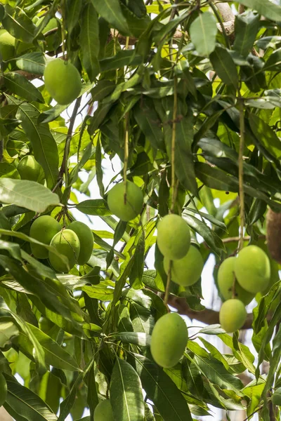 Mango meyvesi, ekşi ve soğuk. Taylandlılar onu meyve, pişirilmiş yemek ve tatlı olarak yerler. Tayland 'daki sokak yemekhanelerinden alabilirsin..