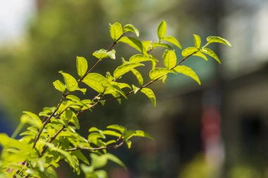 Küçük ağaç dalı resmi yaz güneşinin ortasında, arkaplan bulanık.