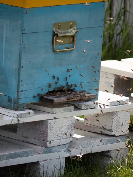 Bal Arıları Ahşap Arı Kovanlarına Uçuyor — Stok fotoğraf