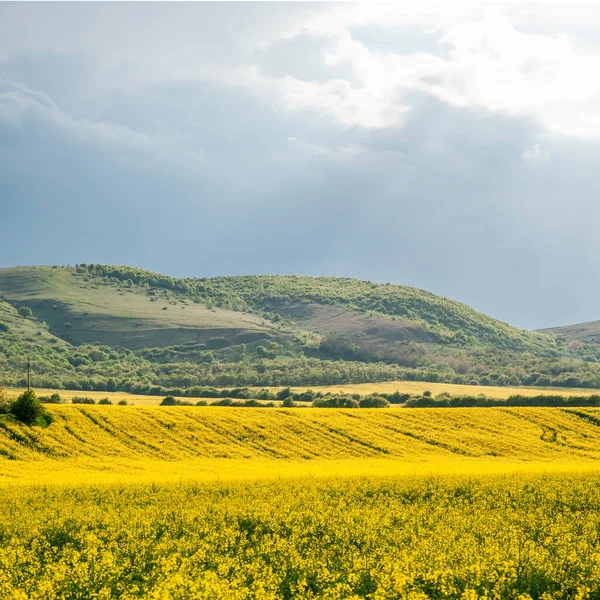 Colza Field Cheile Intregalde Romania Galda Sus Dorp — Stockfoto