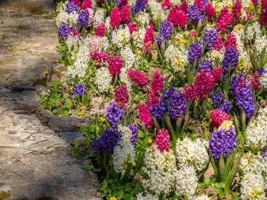 mor ve beyaz sümbüller