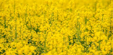 Colza Field, Cheile Intregalde, Romanya, Galda de sus Village yakınlarında.