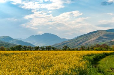 Colza Field, Cheile Intregalde, Romanya, Galda de sus Village yakınlarında.