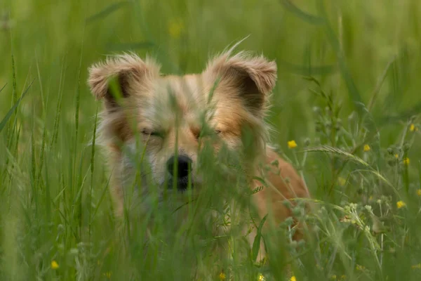 stock image little dog in the grass