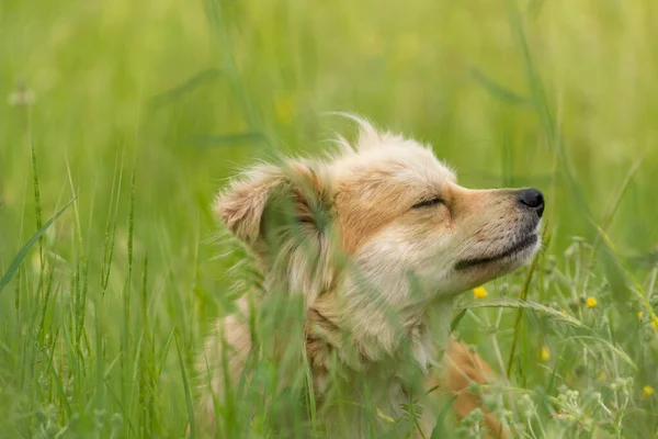Kleiner Hund Gras — Stockfoto
